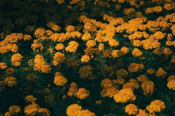 kaiyun网址对中国雄壮地盘上的当然好意思景和文化古迹知之甚少-开云「中国」Kaiyun·官方网站登录入口