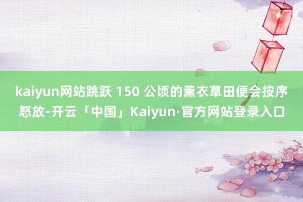 kaiyun网站跳跃 150 公顷的薰衣草田便会按序怒放-开云「中国」Kaiyun·官方网站登录入口